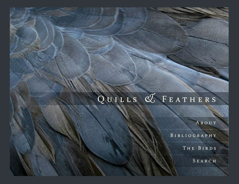 Quills and Feathers